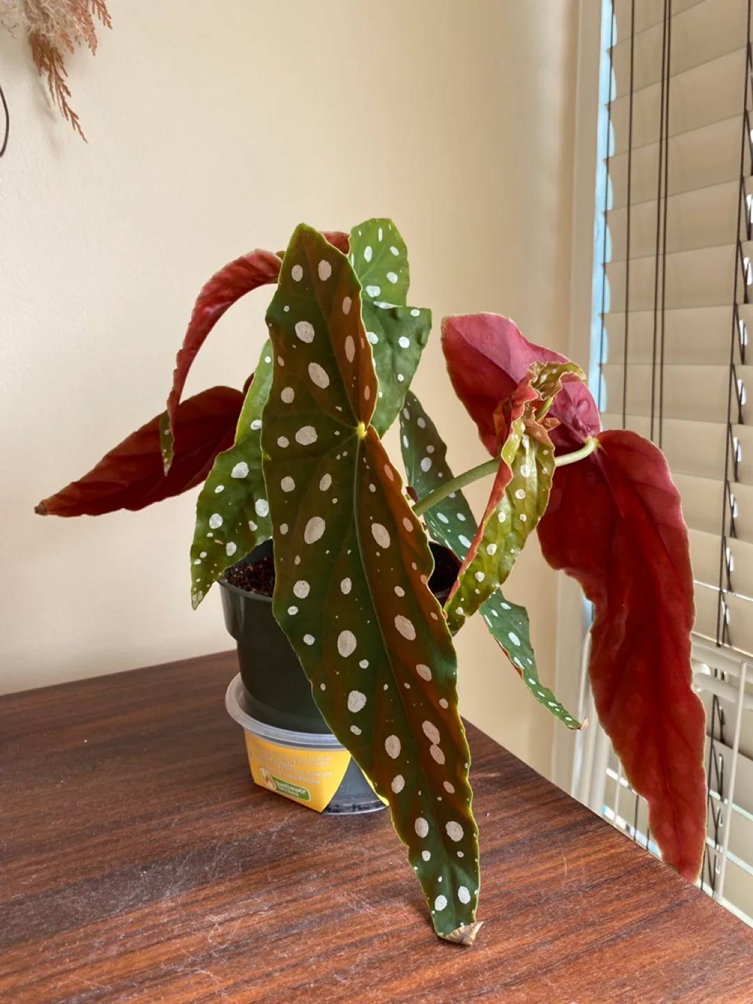 Polka Dot Begonia Plant 10” tall thumbnail