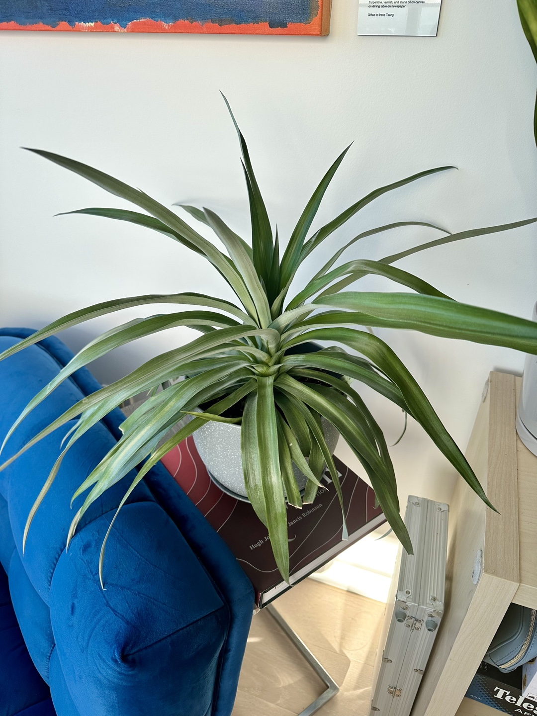 Large Pineapple Plant - photo 2