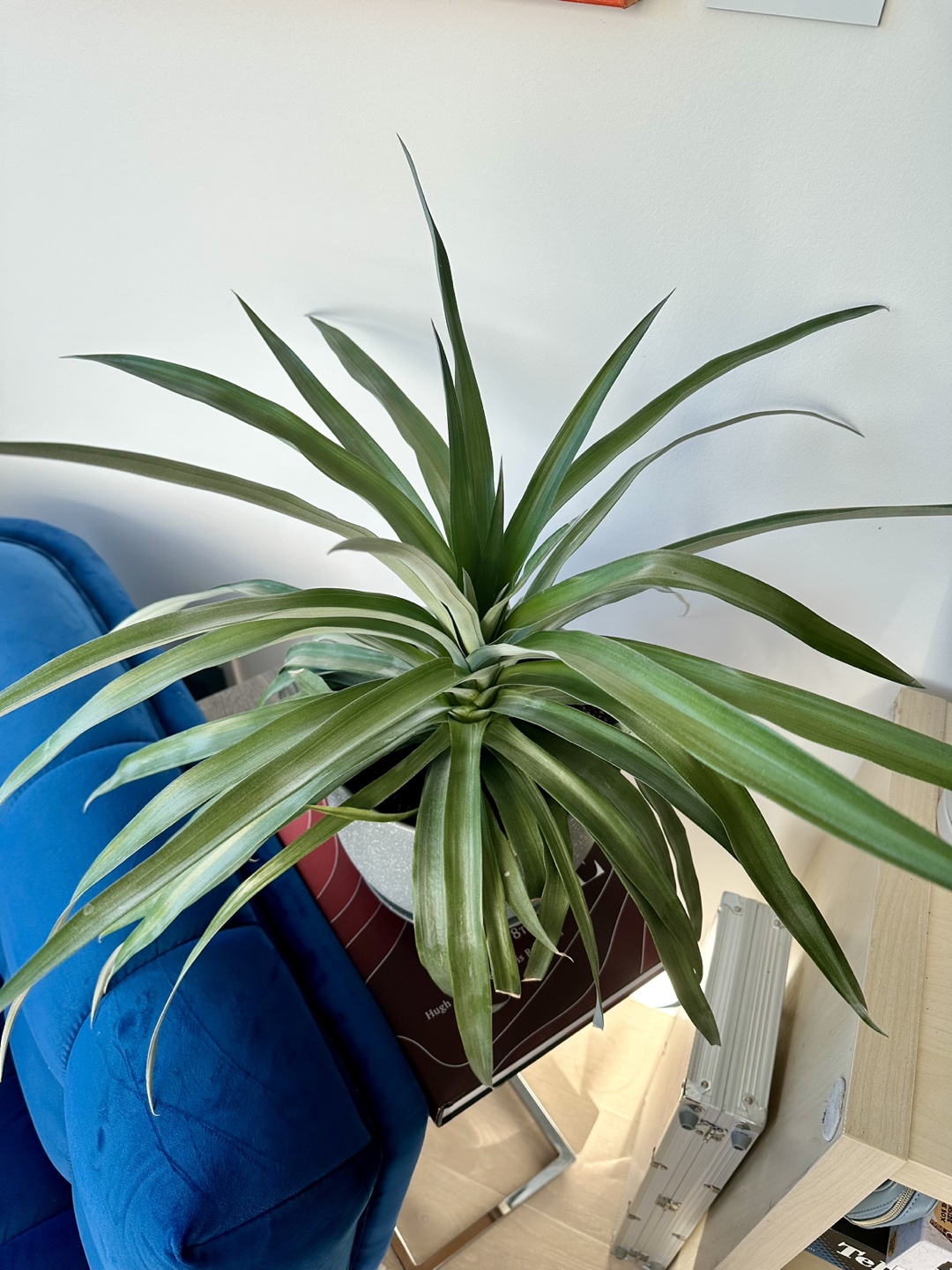 Large Pineapple Plant