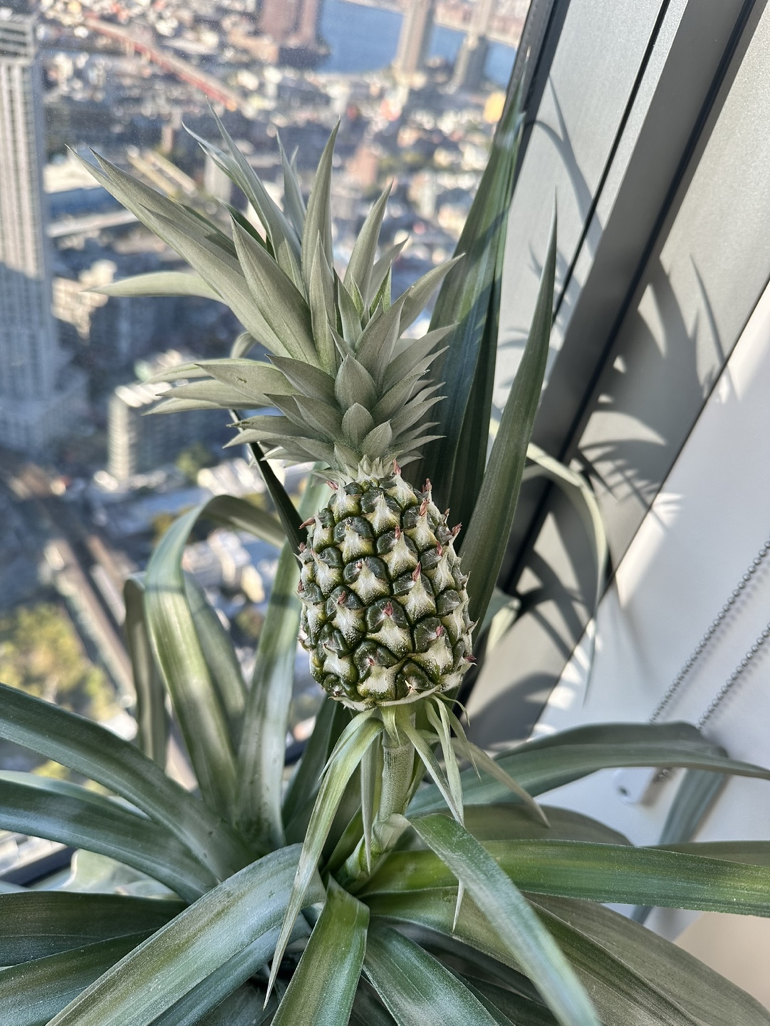 Large Pineapple Plant - photo 3