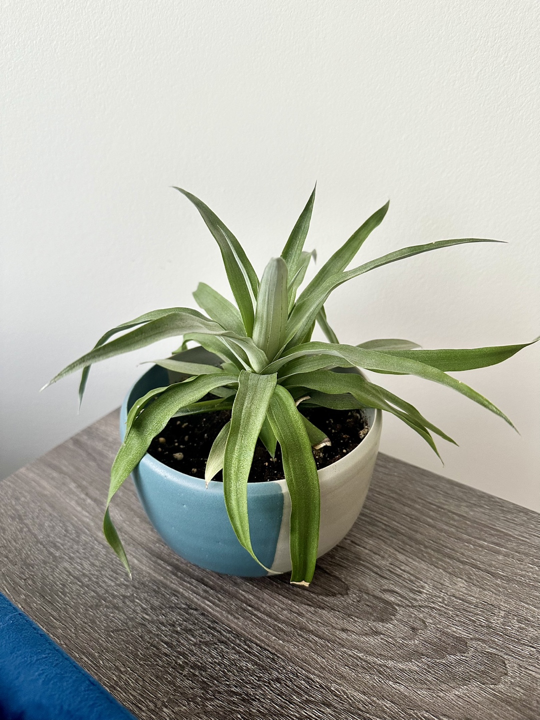 Pineapple Plant - photo 3