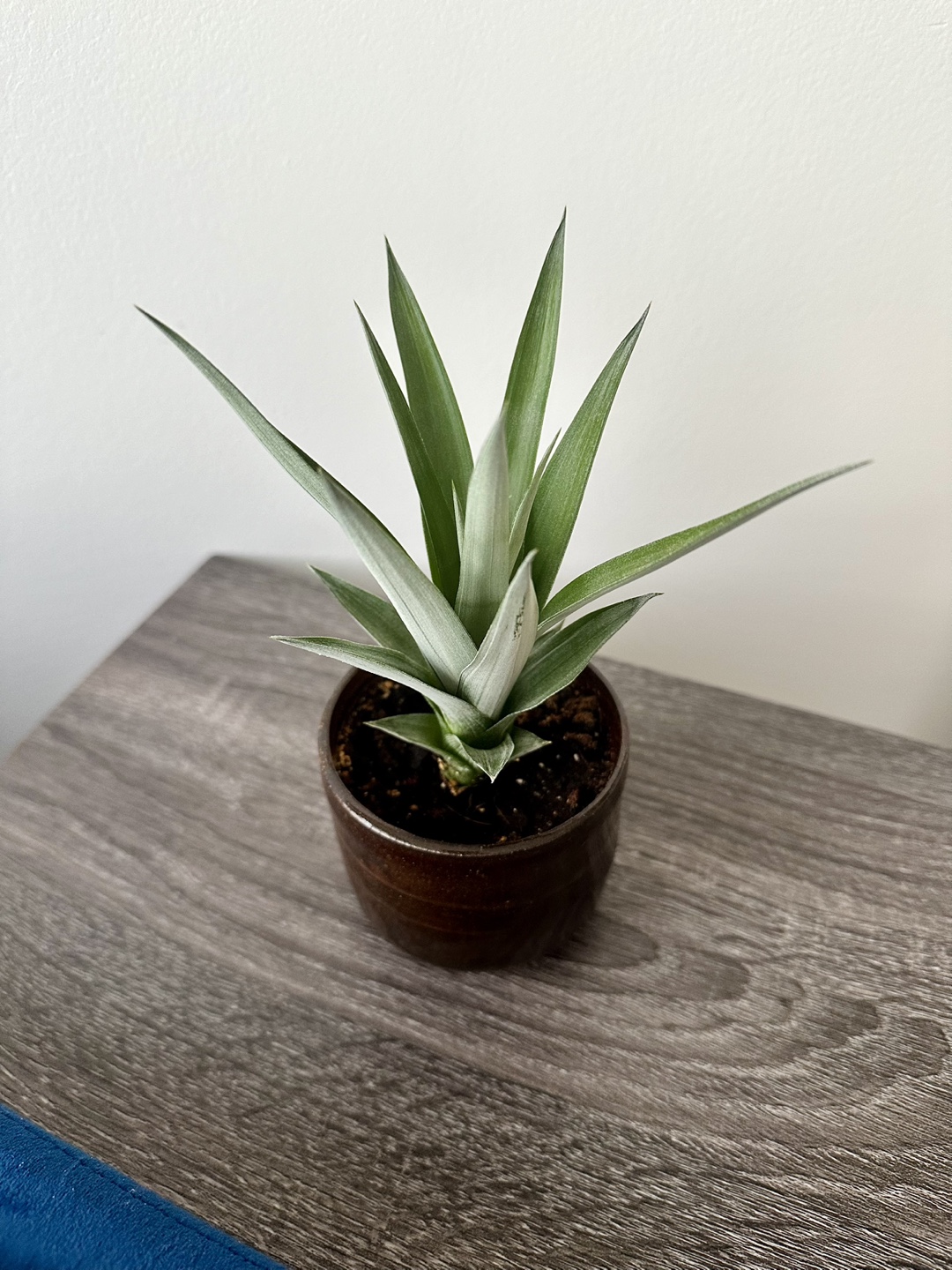 Pineapple Plants - photo 2
