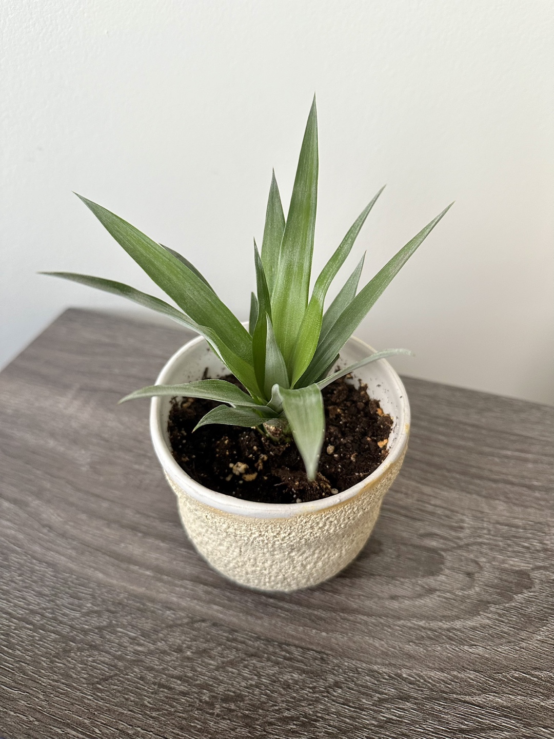 Pineapple Plants - photo 3