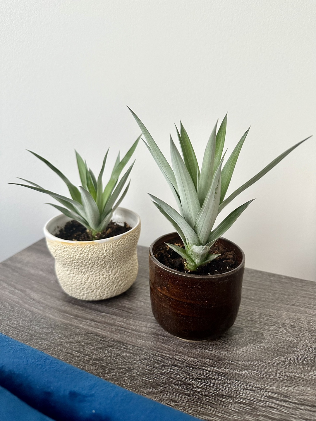 Pineapple Plants