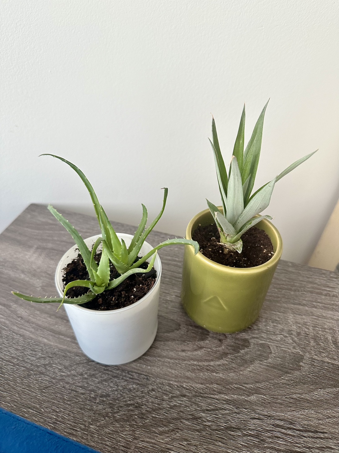 Aloe Vera and Pineapple Plants