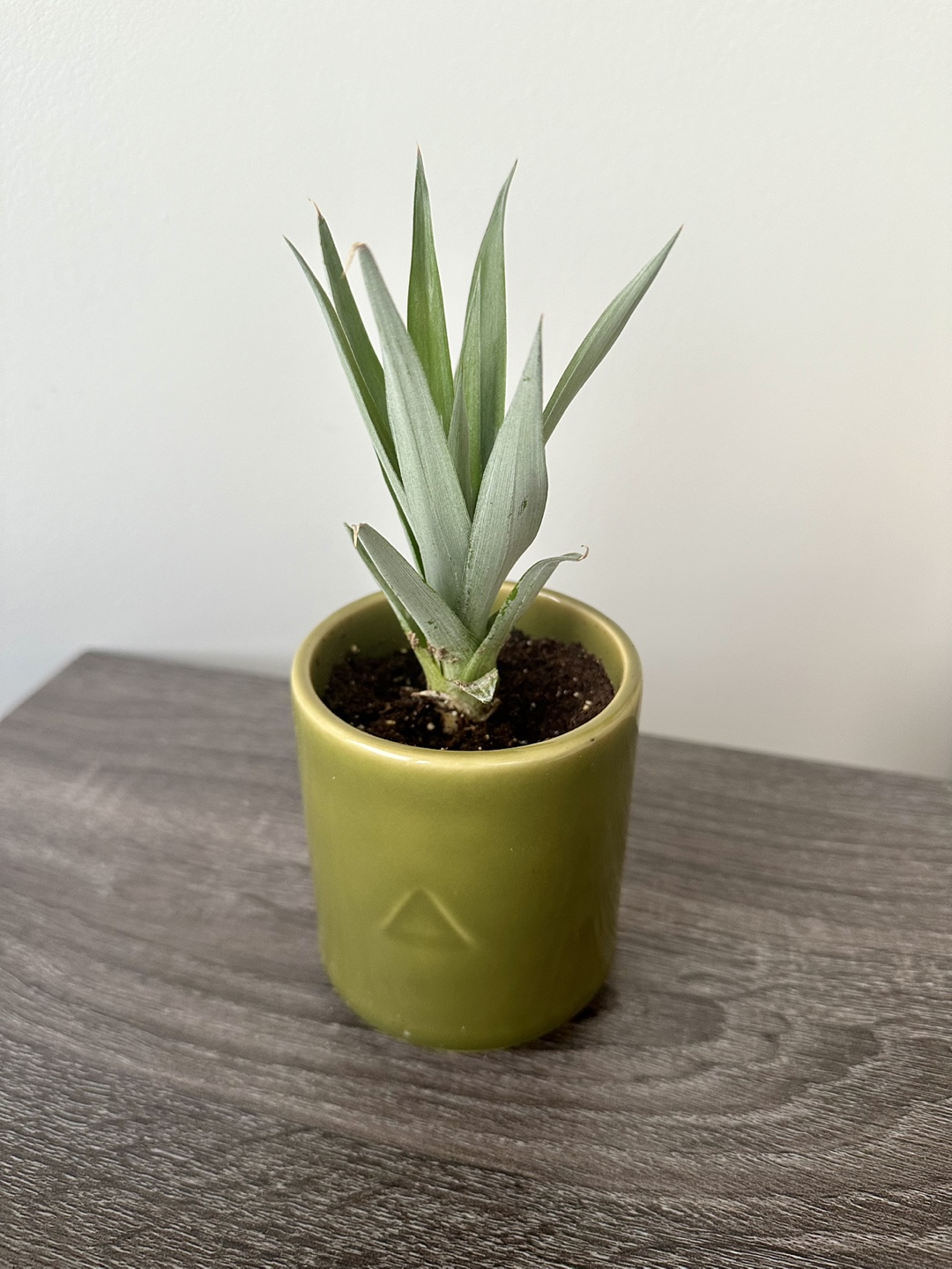 Aloe Vera and Pineapple Plants - photo 3