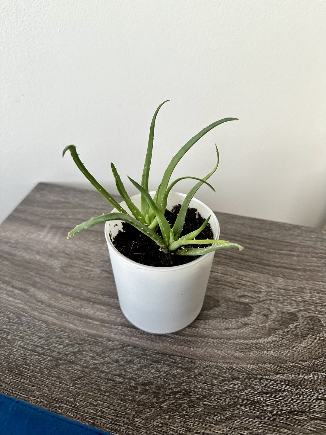 Aloe Vera and Pineapple Plants - photo 2