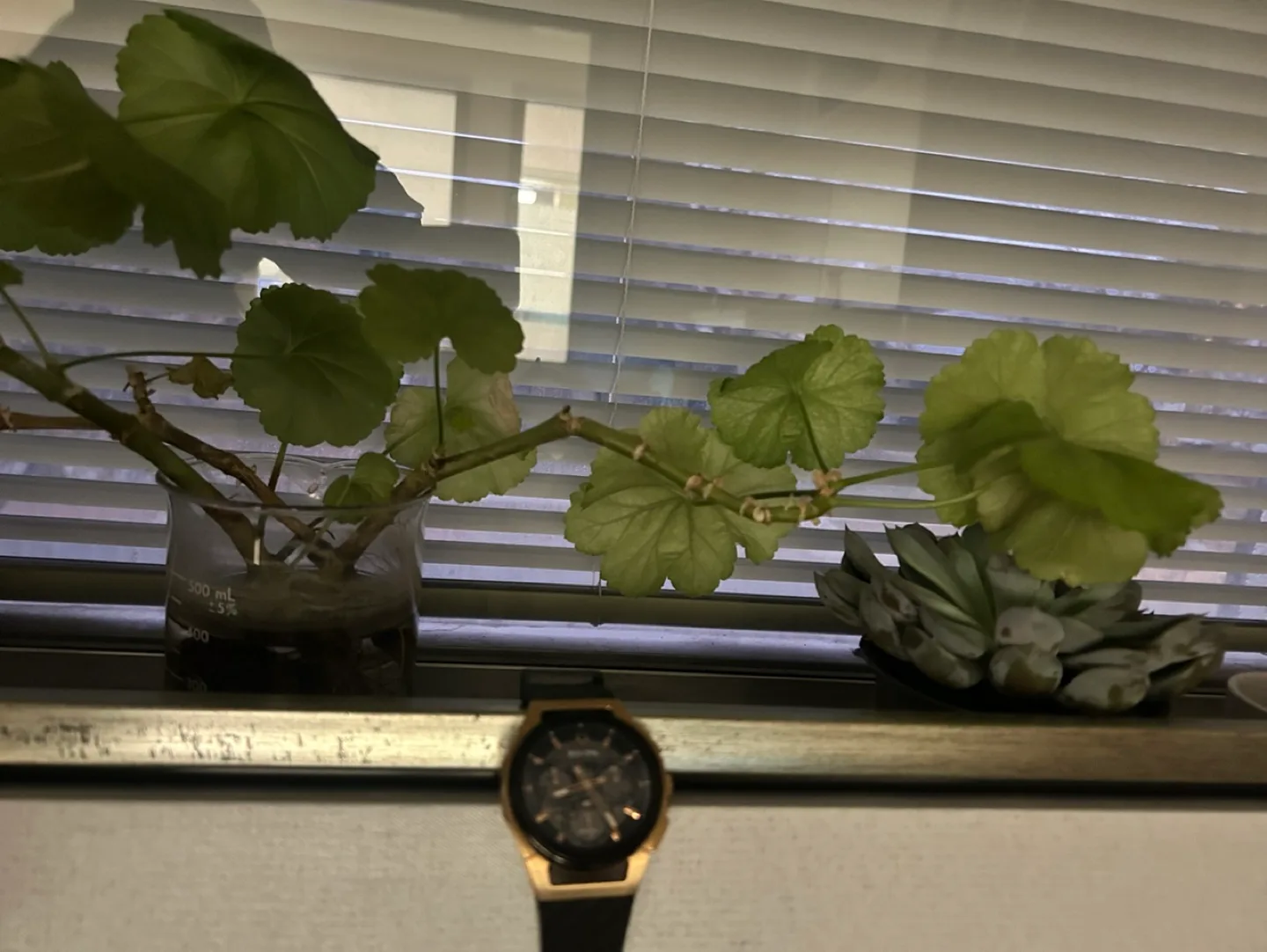 Bulova Watch image indicator(5)