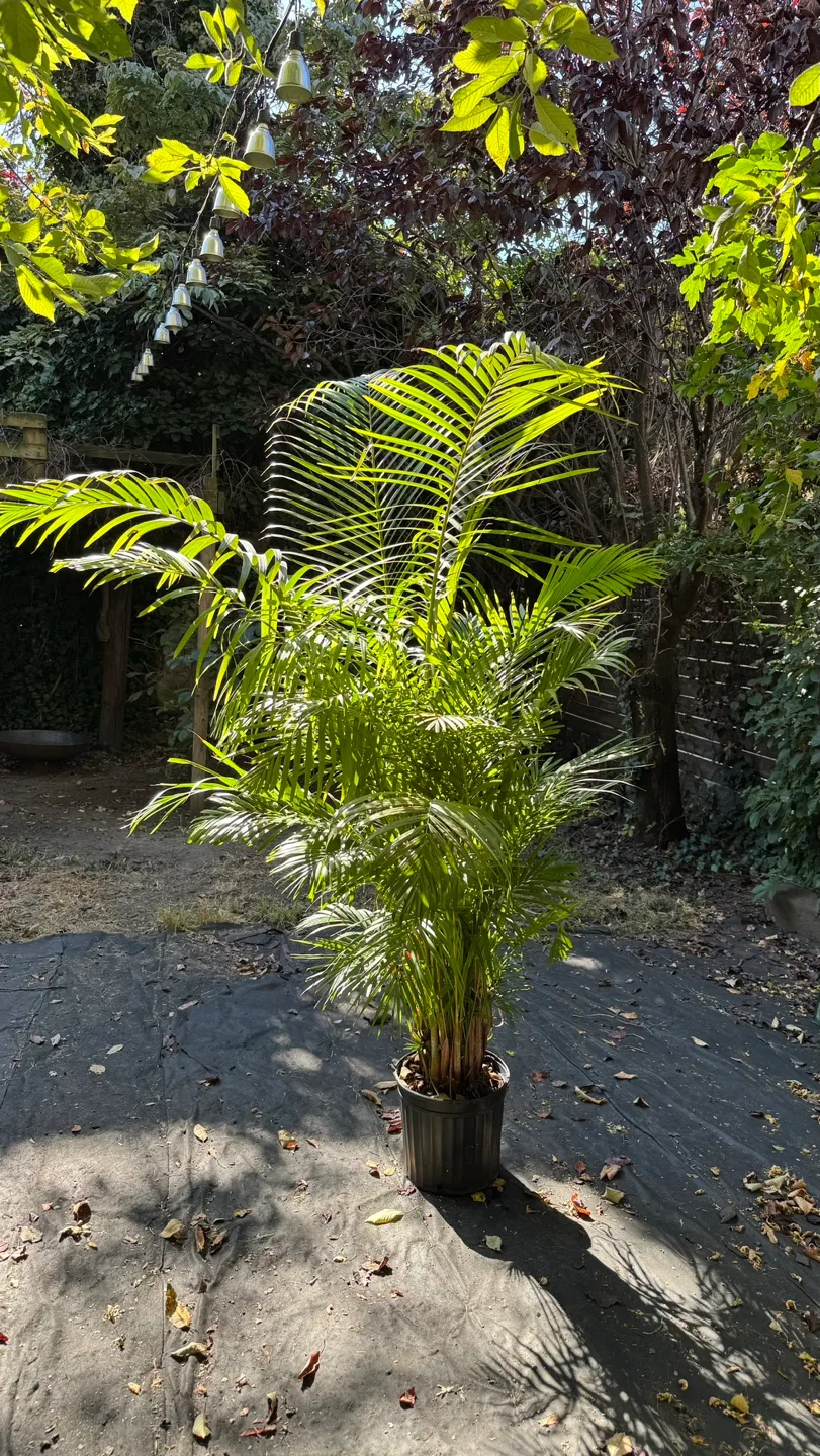 Free!  Very healthy  Palm Tree. thumbnail