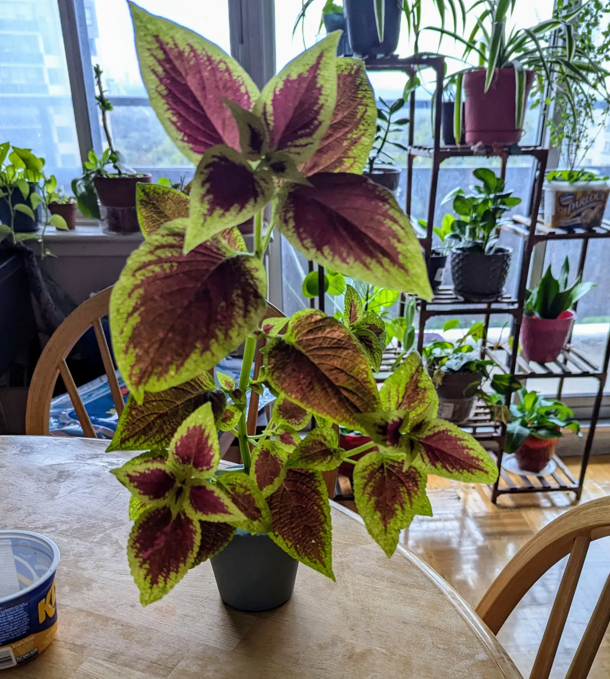Coleus Plant in Grey Pot thumbnail