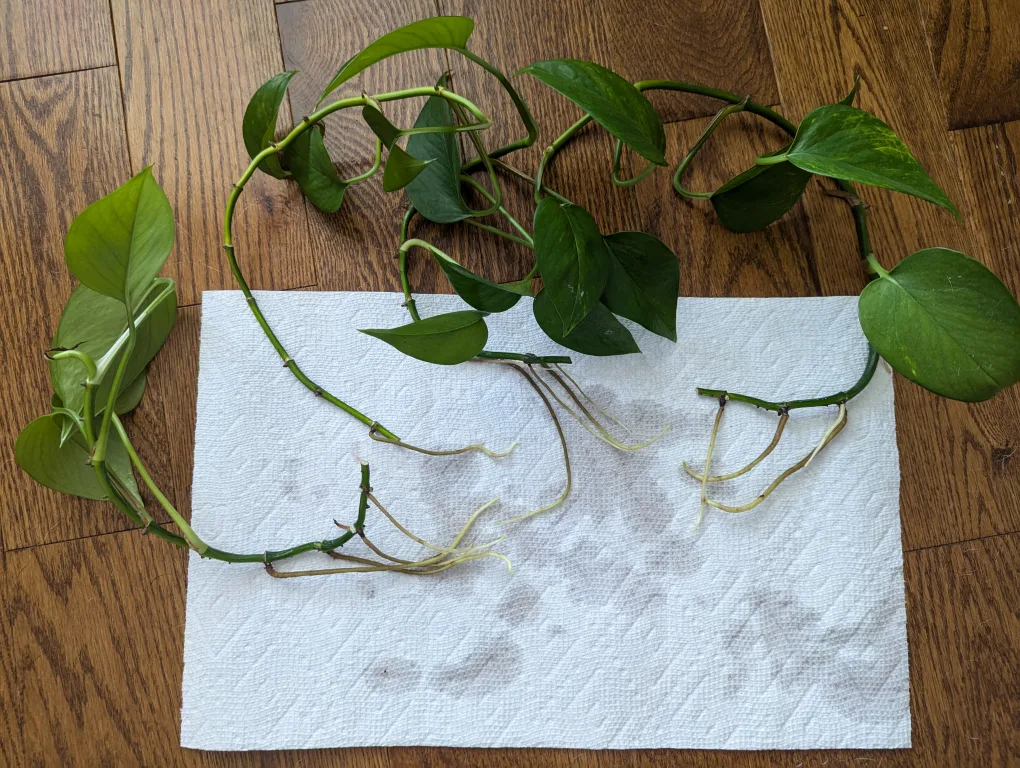 Pothos Cutting with Roots thumbnail