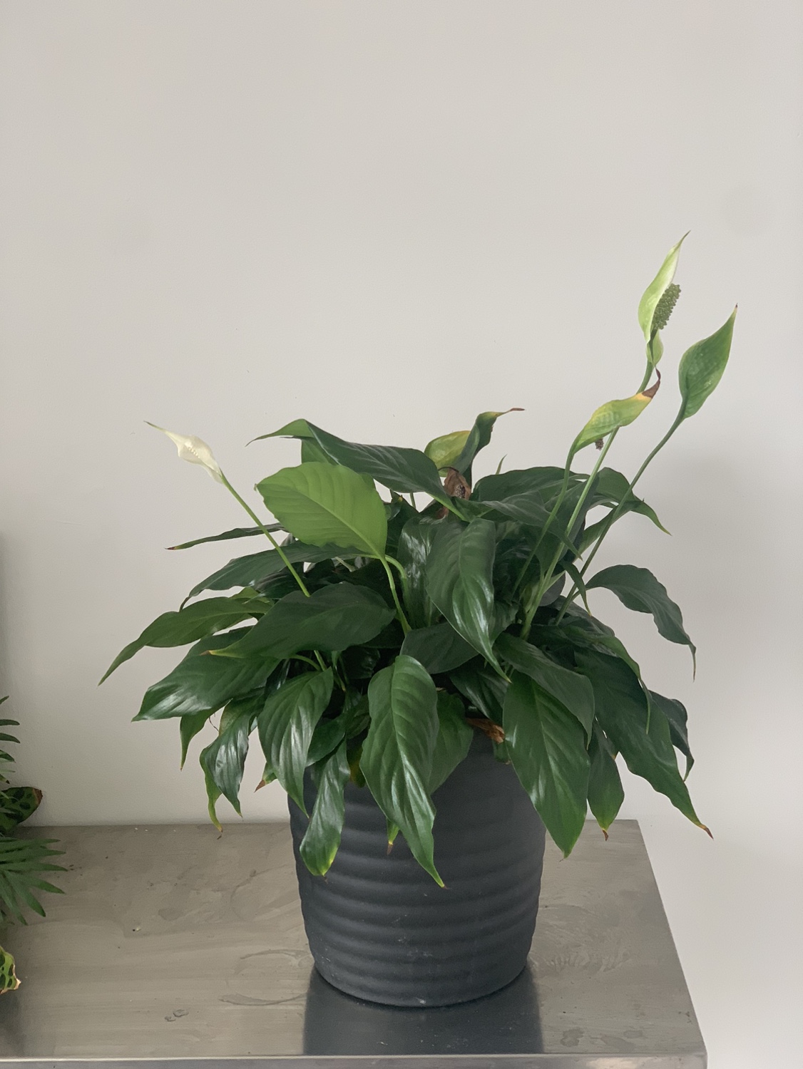 Peace Lily Plant - photo 2