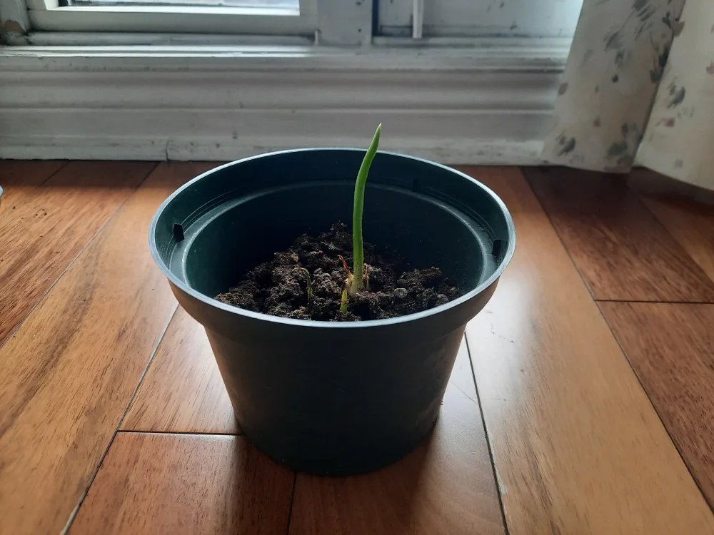 Free Plants + Pots image indicator(2)