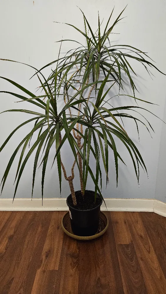 Large Dracaena Marginata Houseplant thumbnail