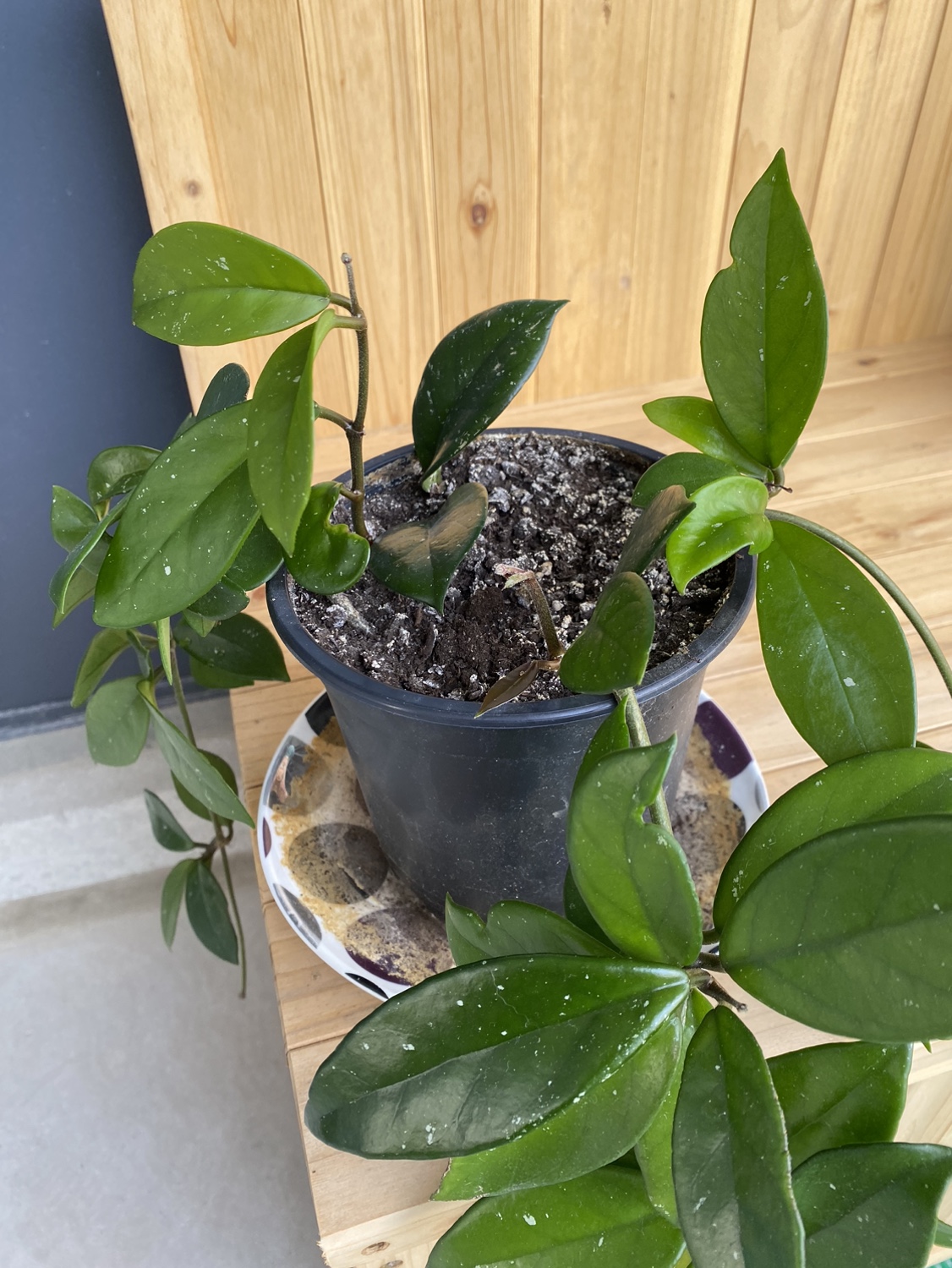 Hoya plant - photo 2
