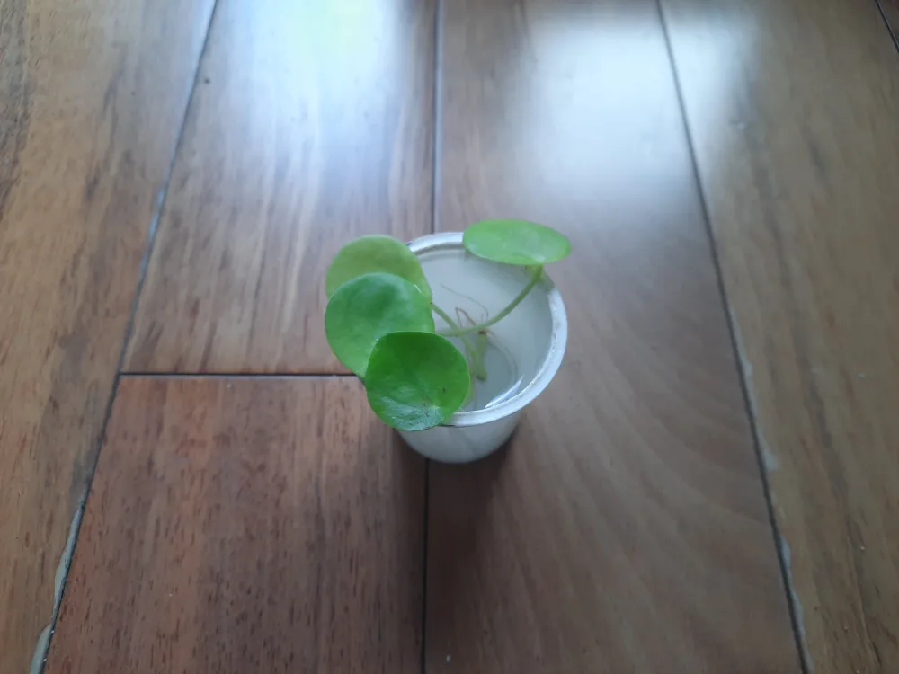 Free Plants + Pots image indicator(3)