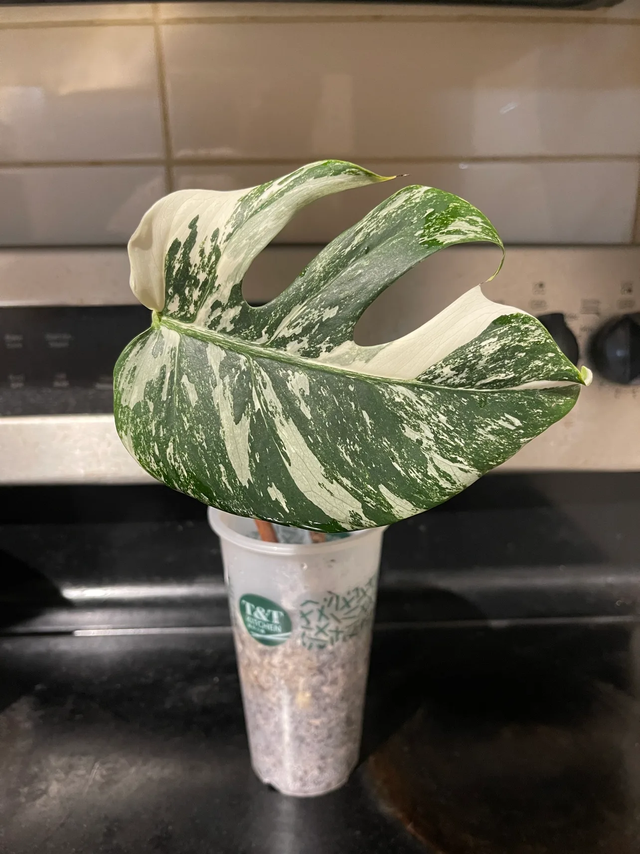 Monstera Albo Cutting thumbnail