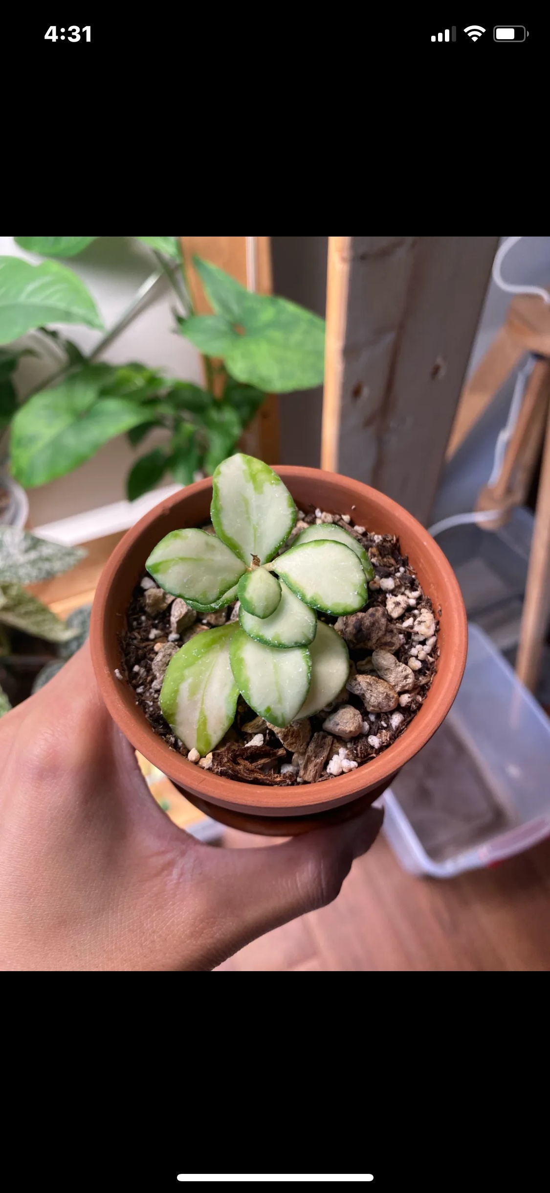 Hoya Heuschkeliana Variegata