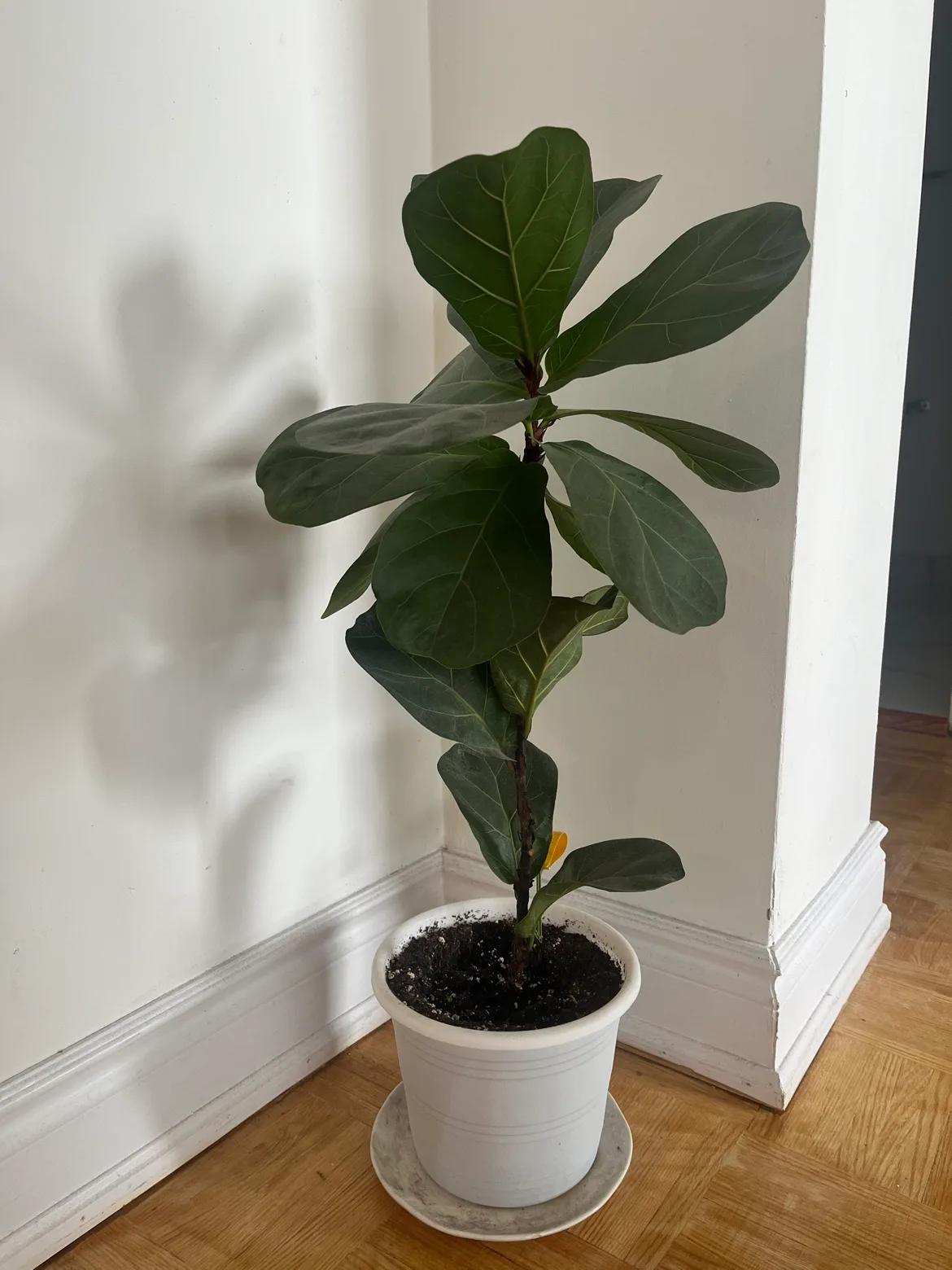 Fiddle Leaf Fig