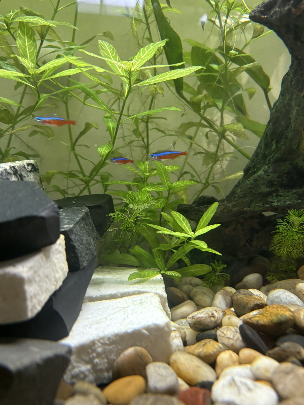 Neon Tetra - photo 3