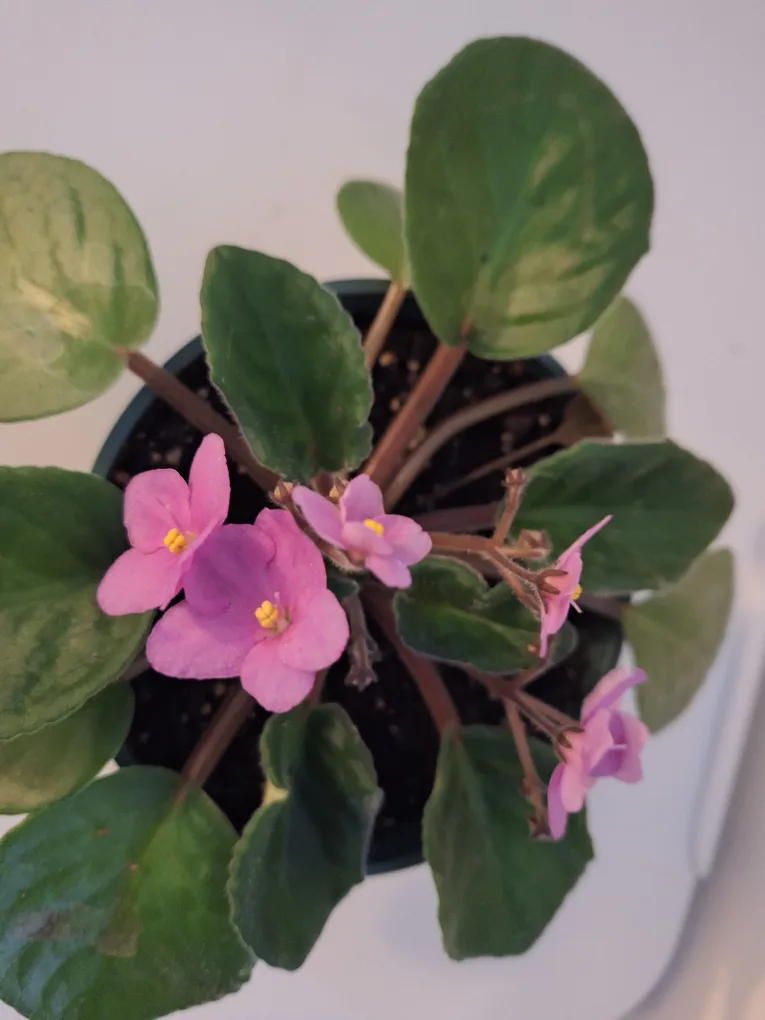 African Violet thumbnail