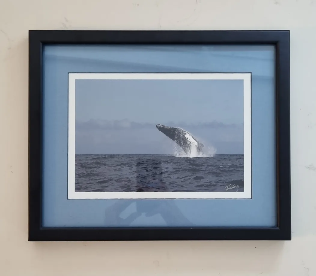 Framed Whale Photo image indicator(2)