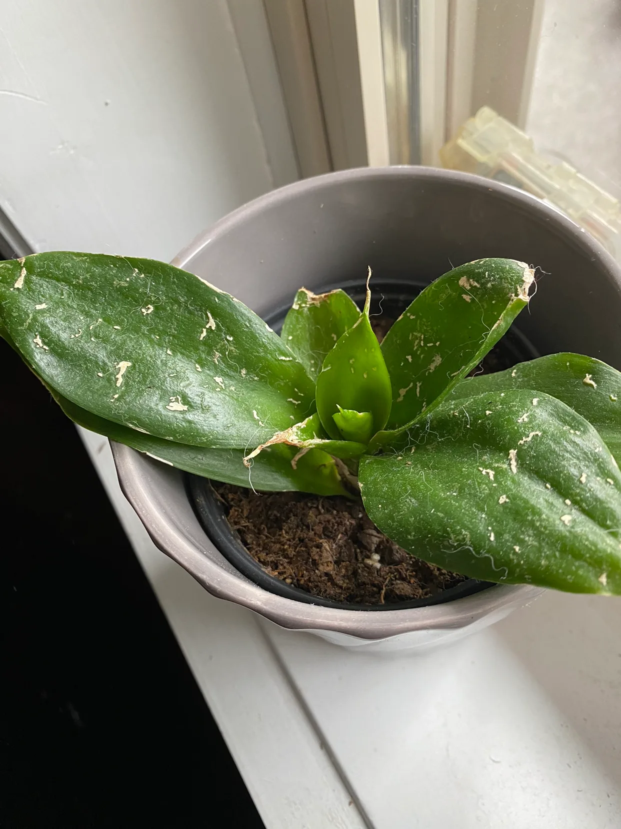Snake Plant in Pot thumbnail