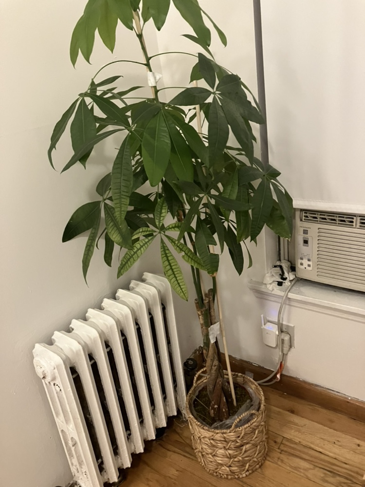 Large Money Tree Plant with planter
