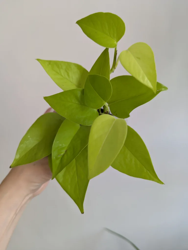 Neon Pothos Plant thumbnail