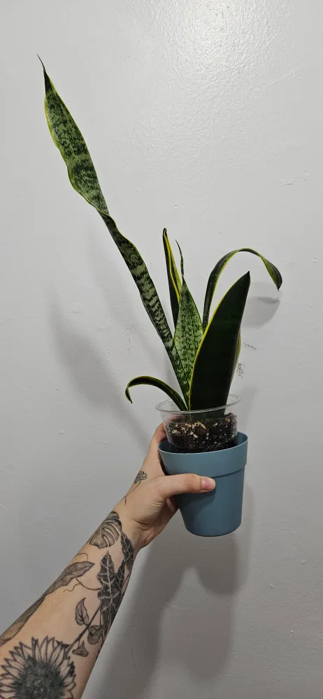 Snake Plant thumbnail
