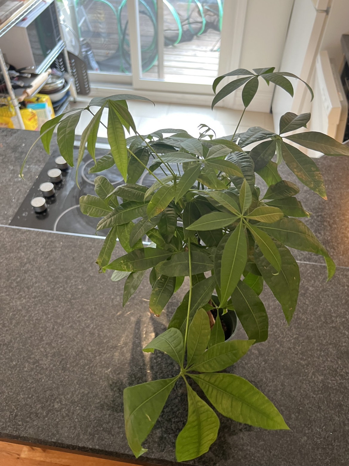 Braided Money Tree Plant - photo 3