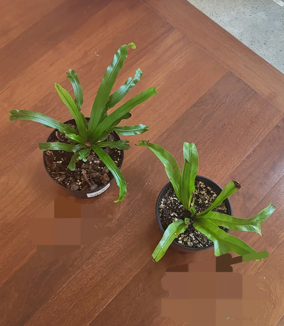Bird nest fern thumbnail