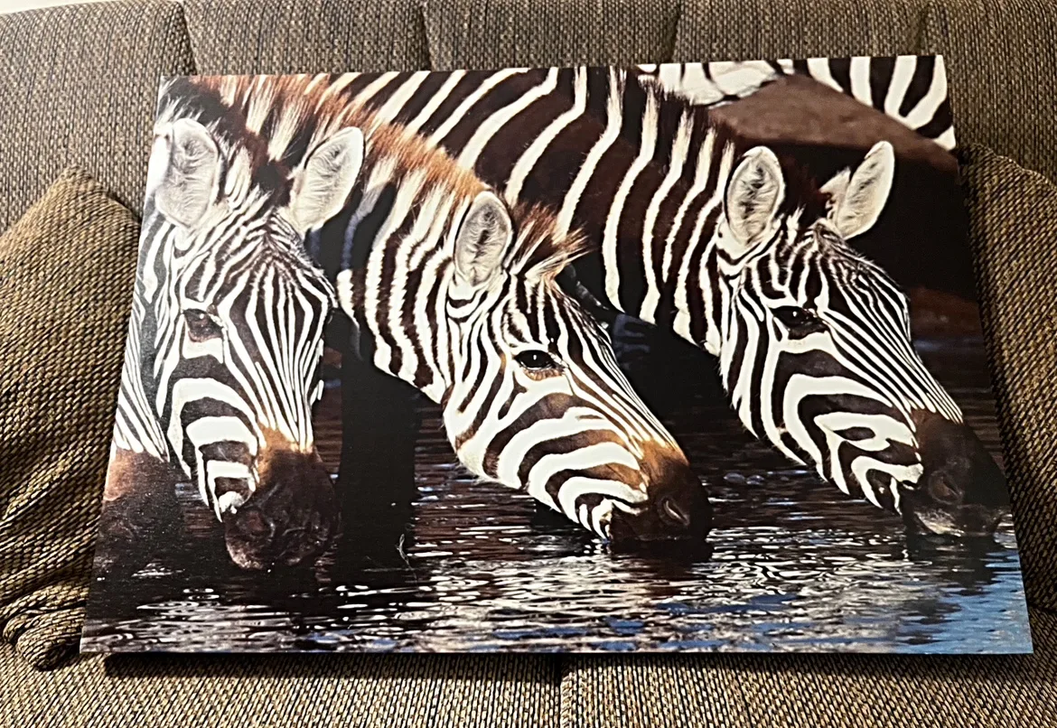 Zebra Canvas Wall Art image indicator(3)