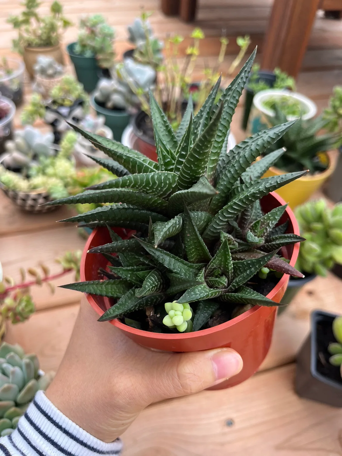 4” Hawthorn Succulent image indicator(2)