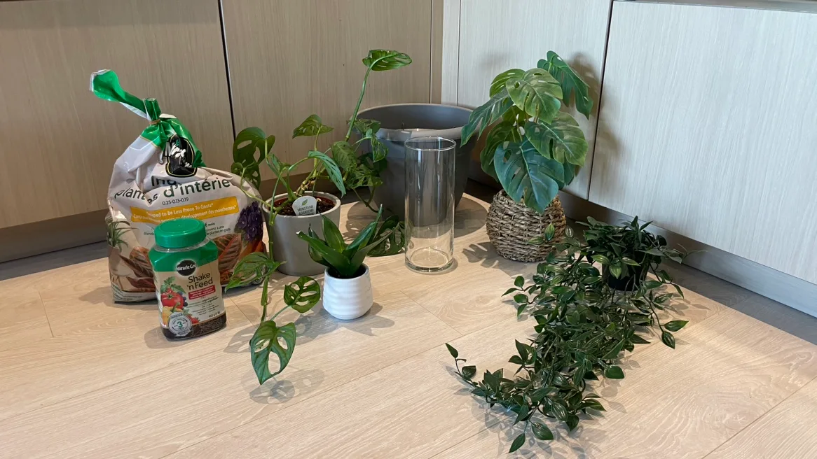 Plant Bundle thumbnail