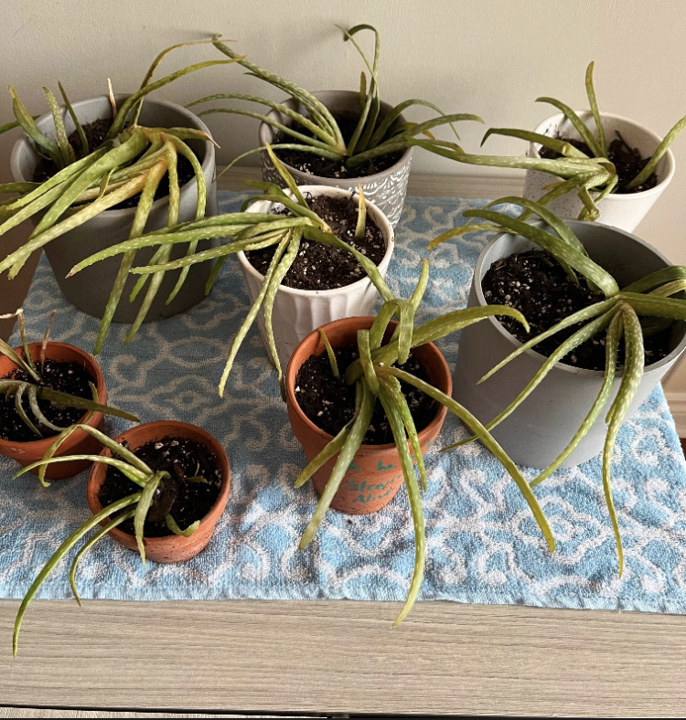 Aloe Vera plants