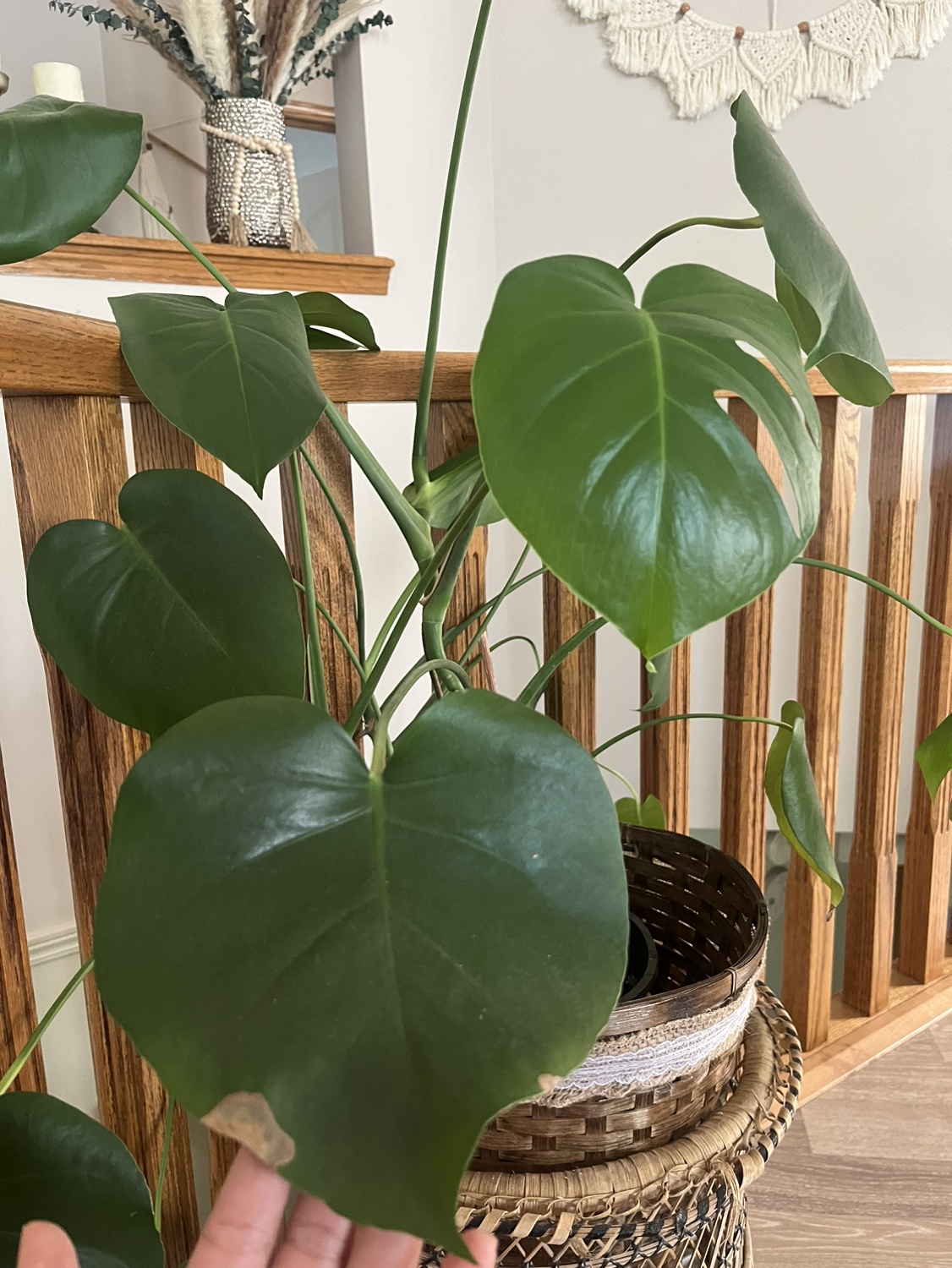 Monstera Deliciosa Plant. - photo 2