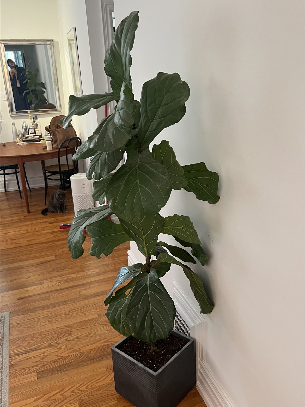 Fiddle Leaf Fig Plant - photo 2