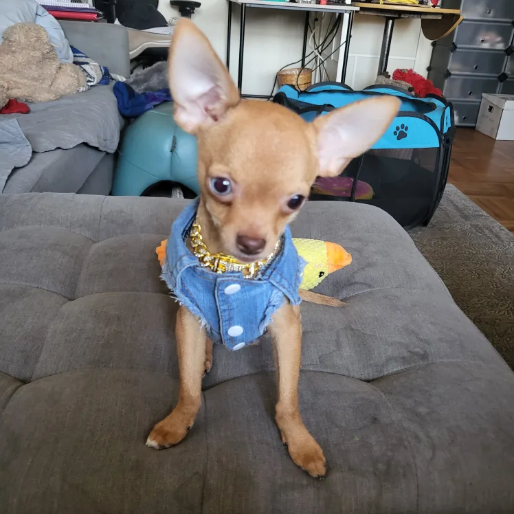 Dog Denim Vest #freecycle image indicator(4)