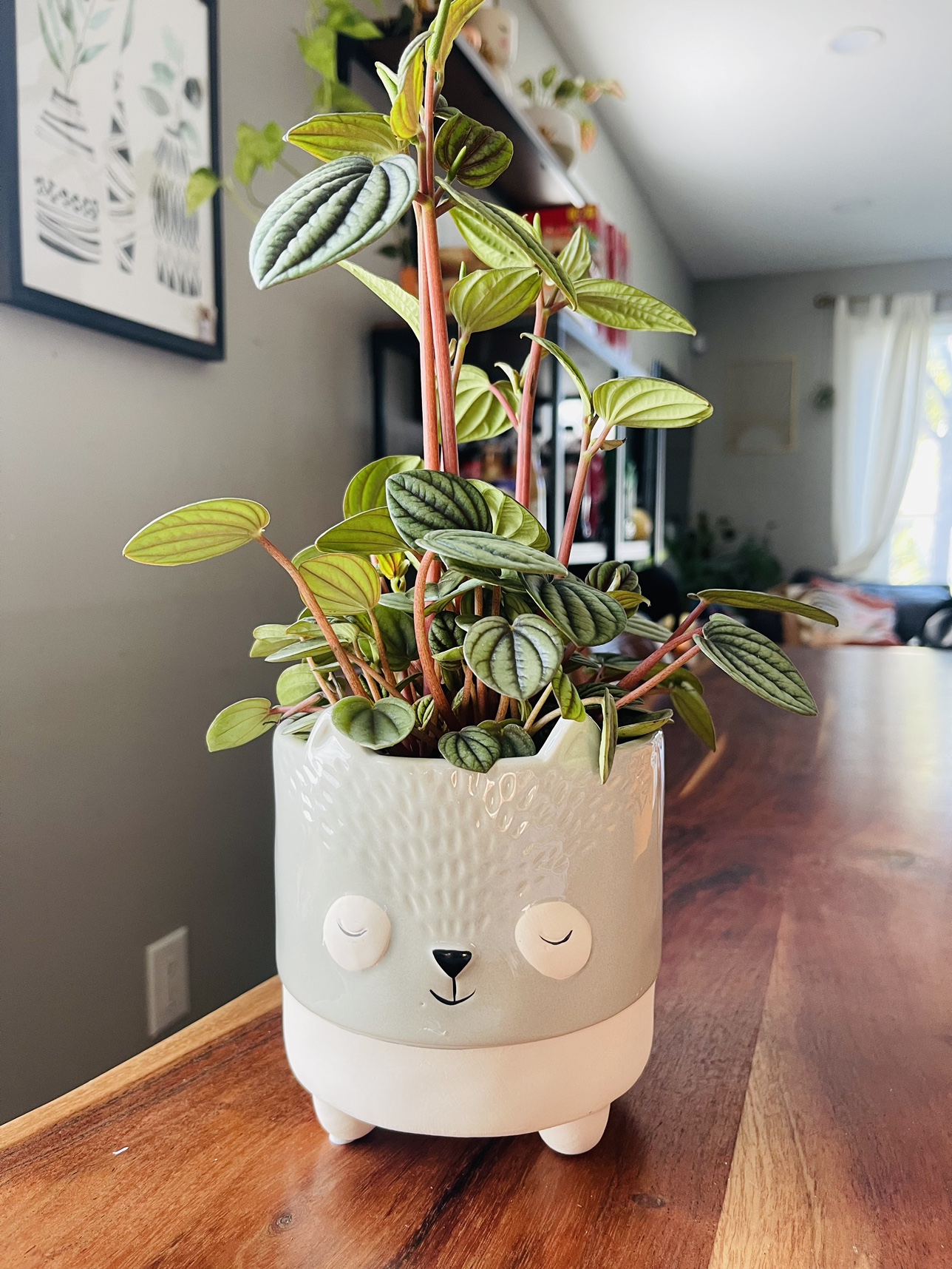 4.5” fox planter with 4” peperomia plant
