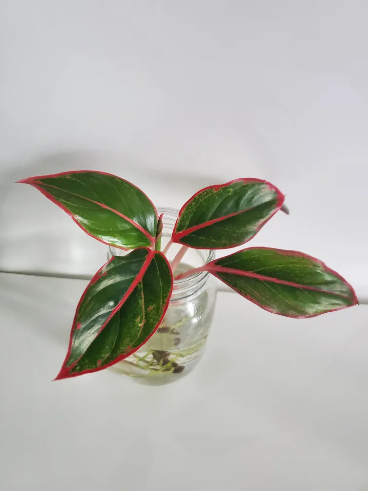 Aglaonema plant image indicator(2)