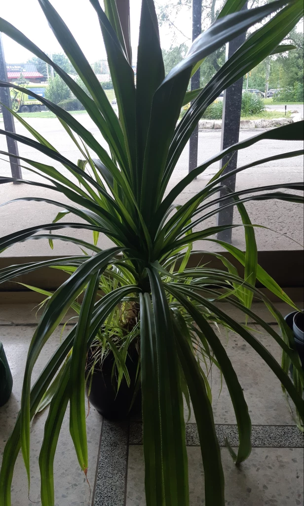 Extra large green plant.