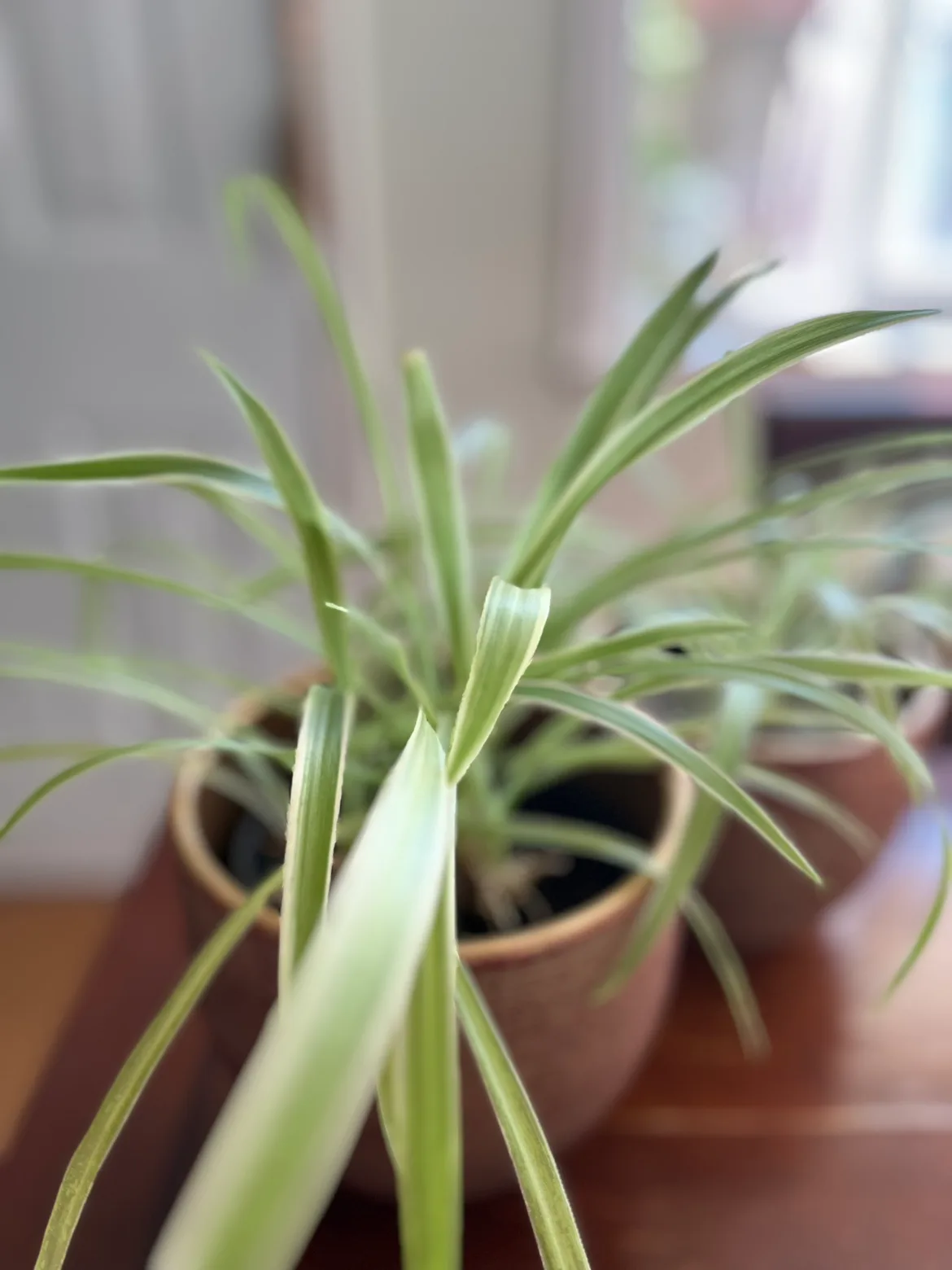 Two Spider Plants image indicator(3)