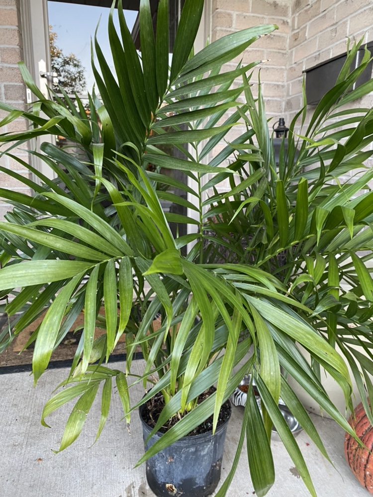 Parlor Palm Plant