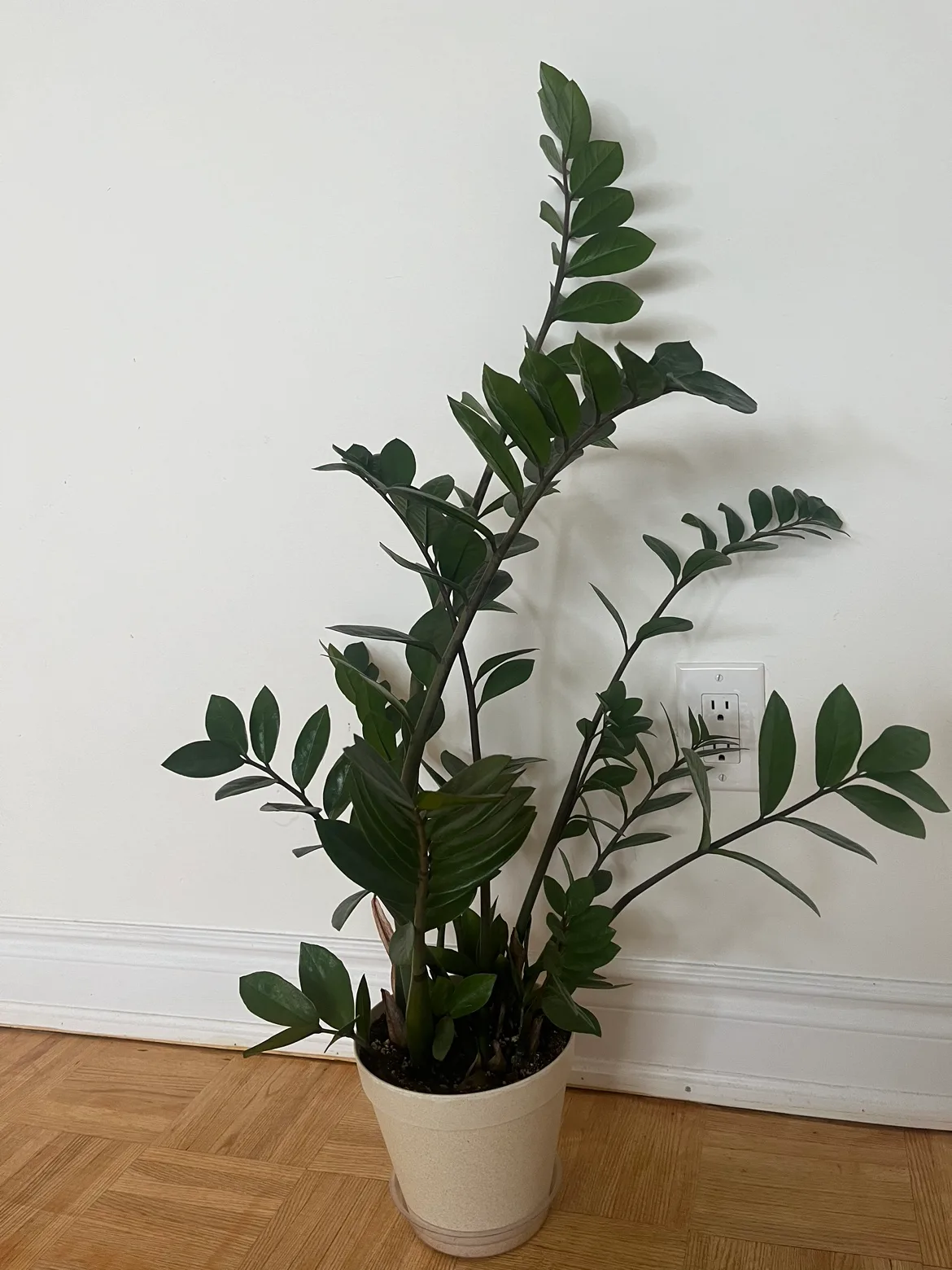 ZZ Plant