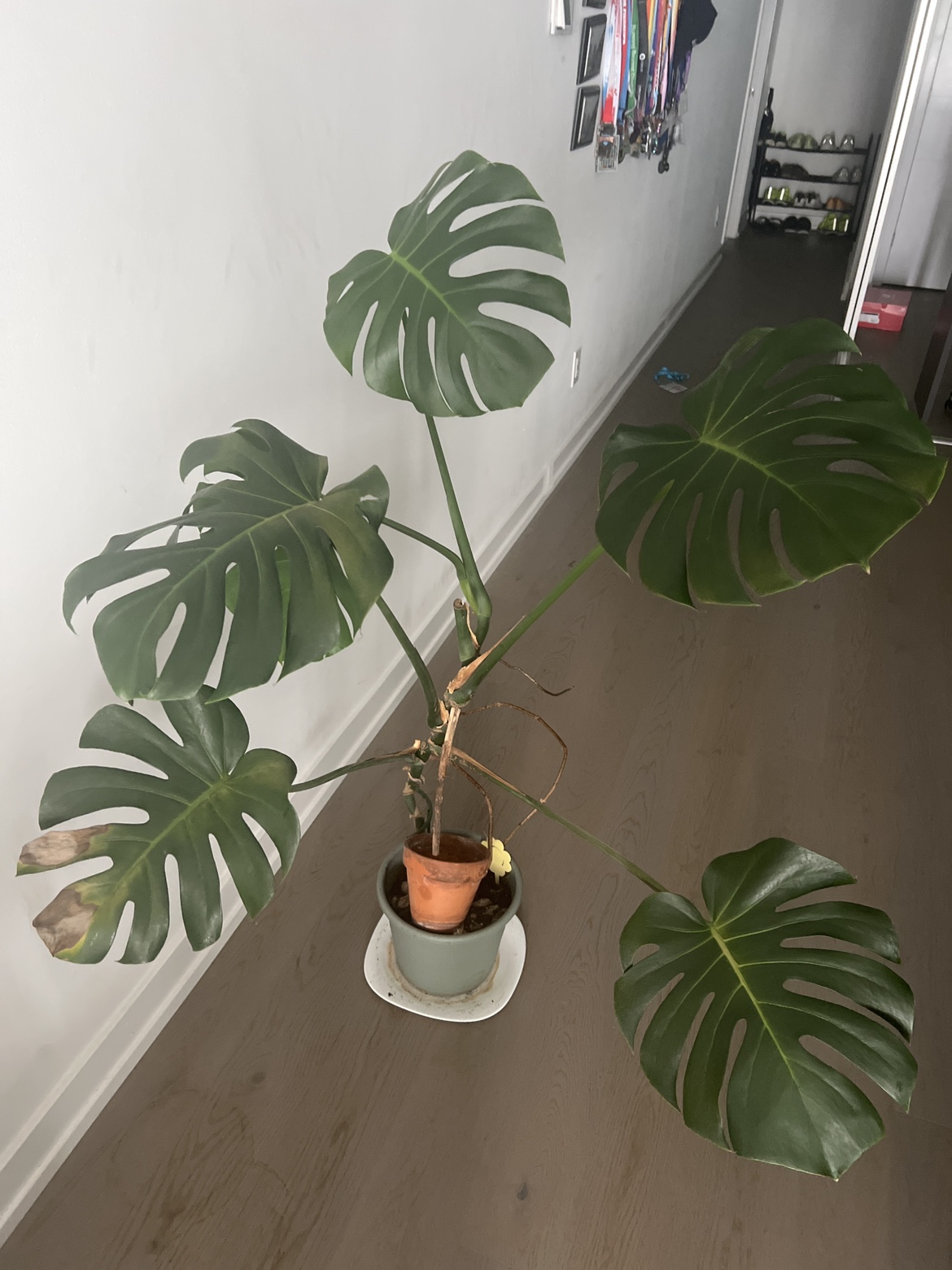 Monstera Deliciosa Plant
