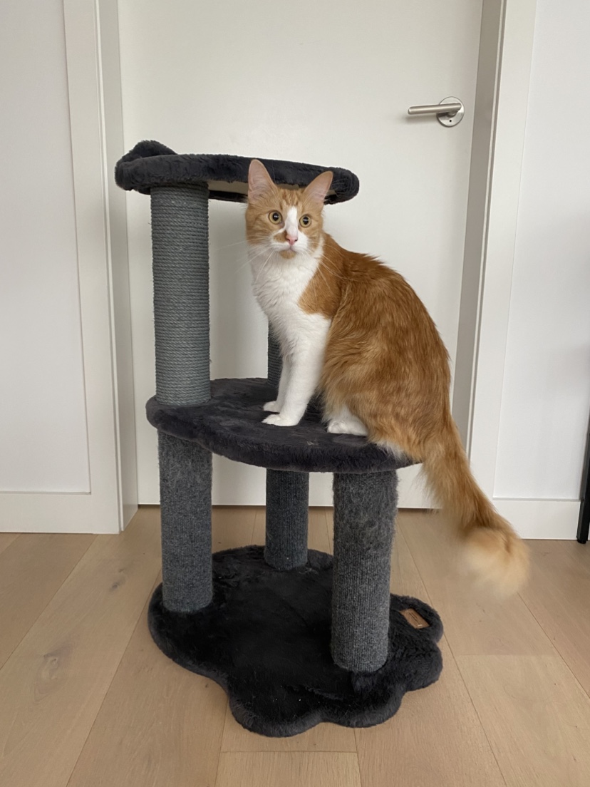 Cat Tree Condo