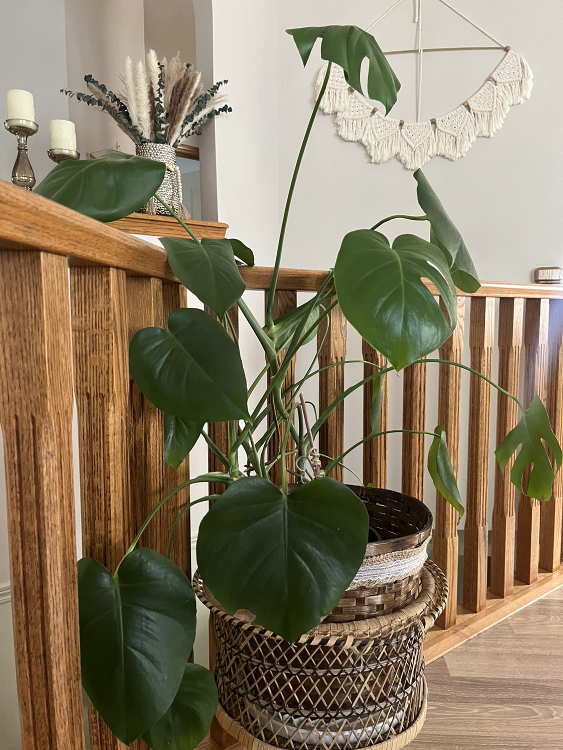 Monstera Deliciosa Plant. - photo 4