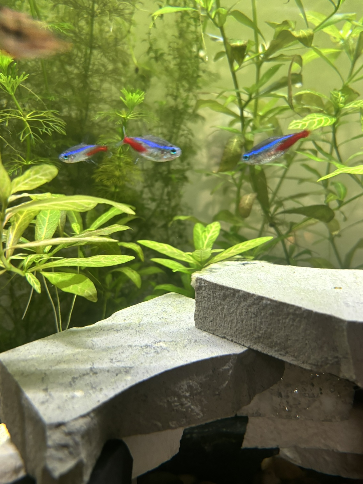 Neon Tetra