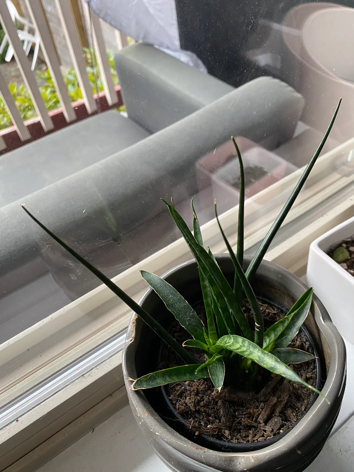 Snake Plant thumbnail